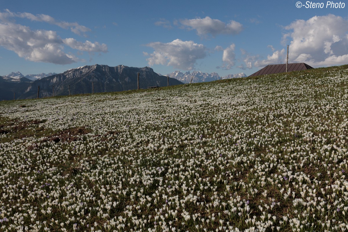 A sea of ??Crocus