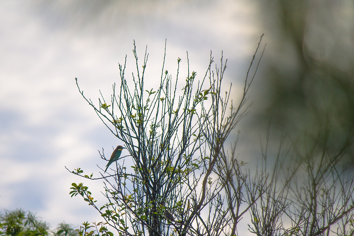 E all'improvviso... un gruccione!