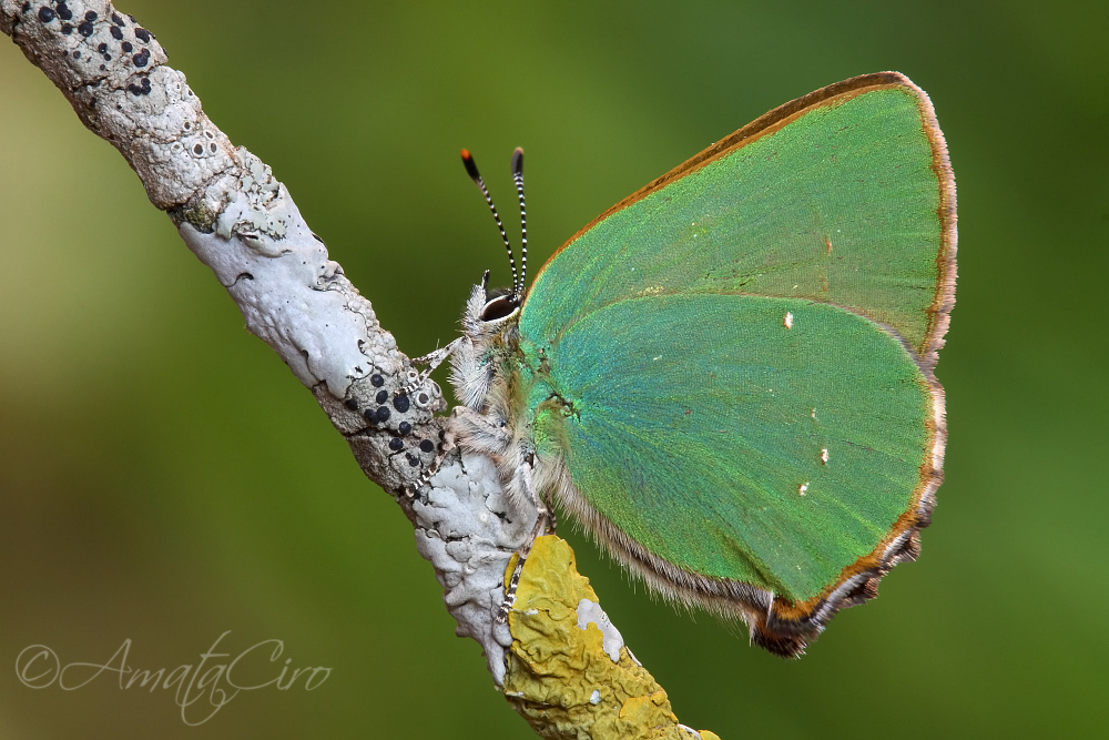 Callophrys rubi (Linnaeus 1758)