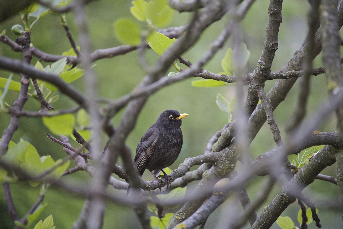 Blackbird in the "nest"