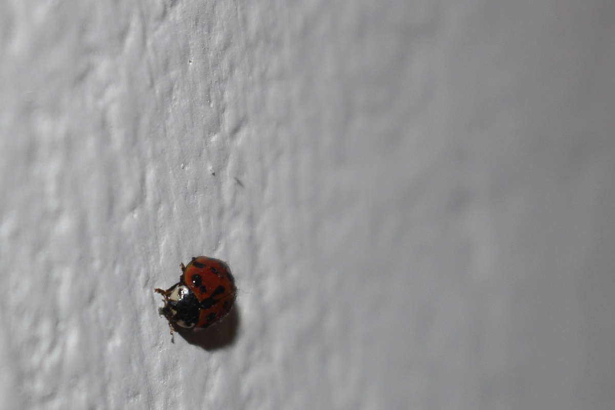 Ladybug