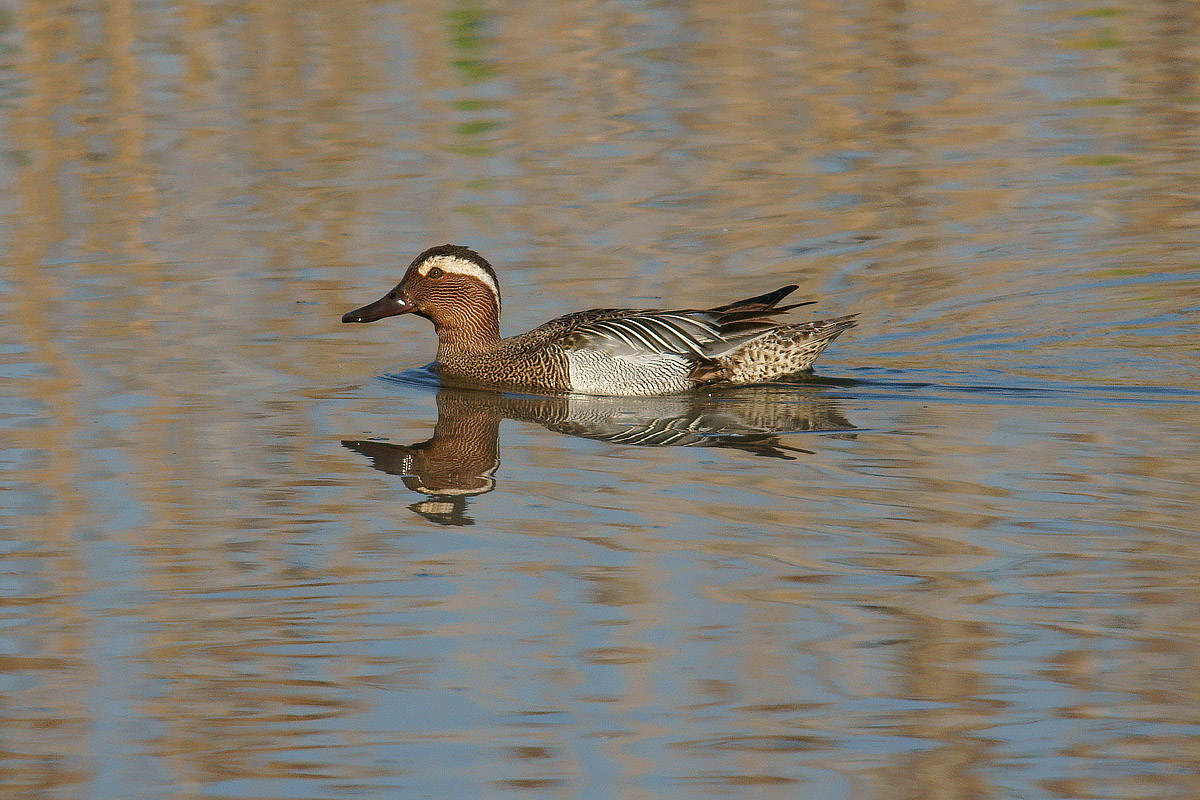 Garganey