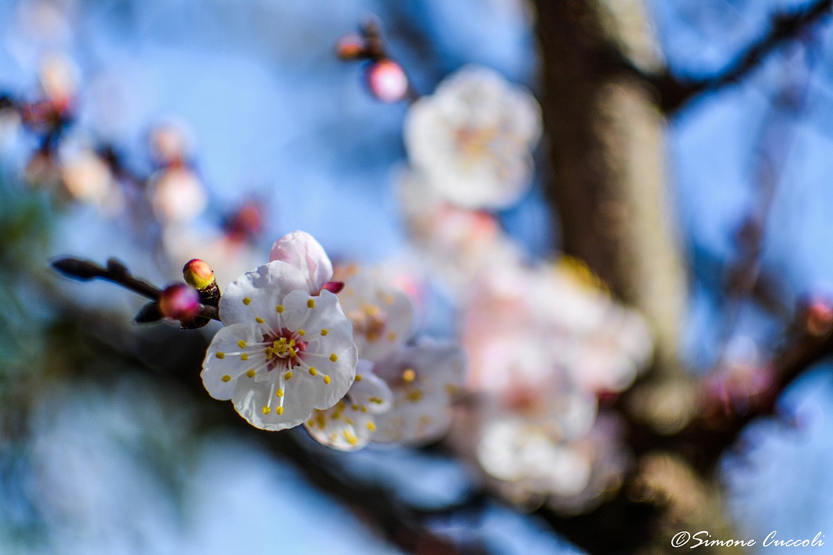 Fiori albicocco