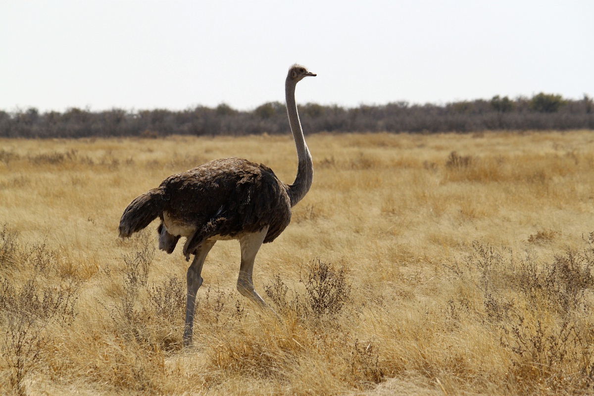Ostrich solitary
