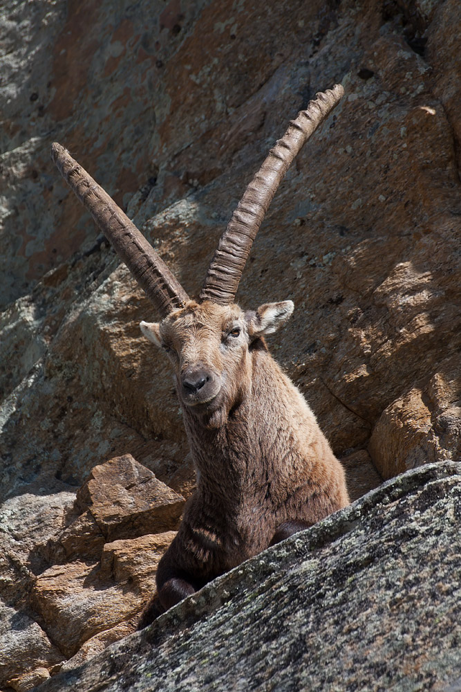 Pacifico sul Gran Paradiso