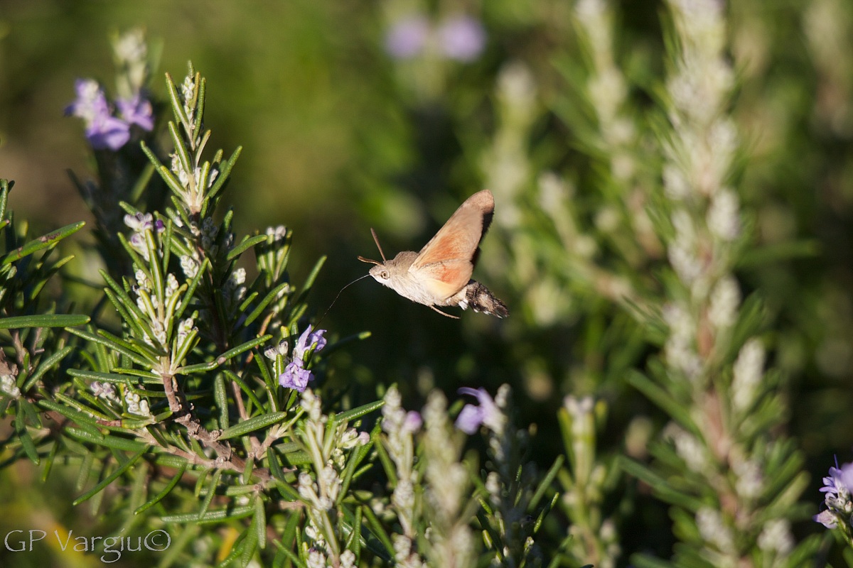 Bello... Come si chiama?