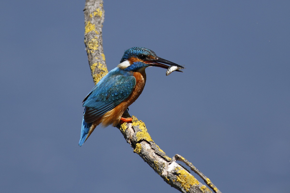 Kingfisher