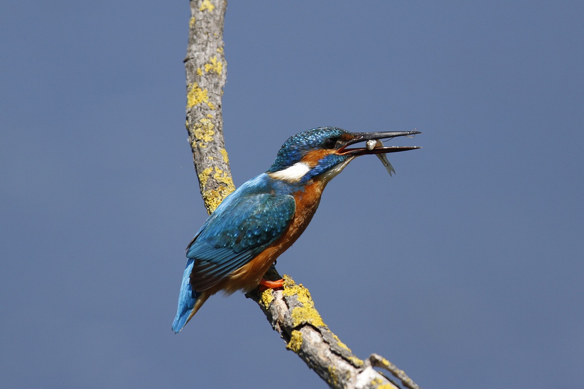 Kingfisher