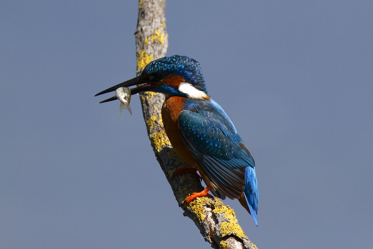 Kingfisher