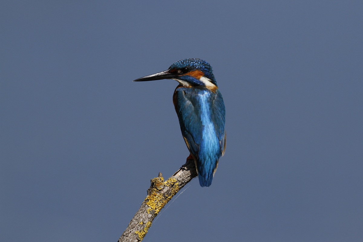 Kingfisher