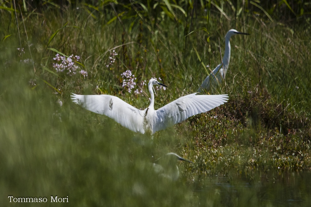 Egretta garzetta