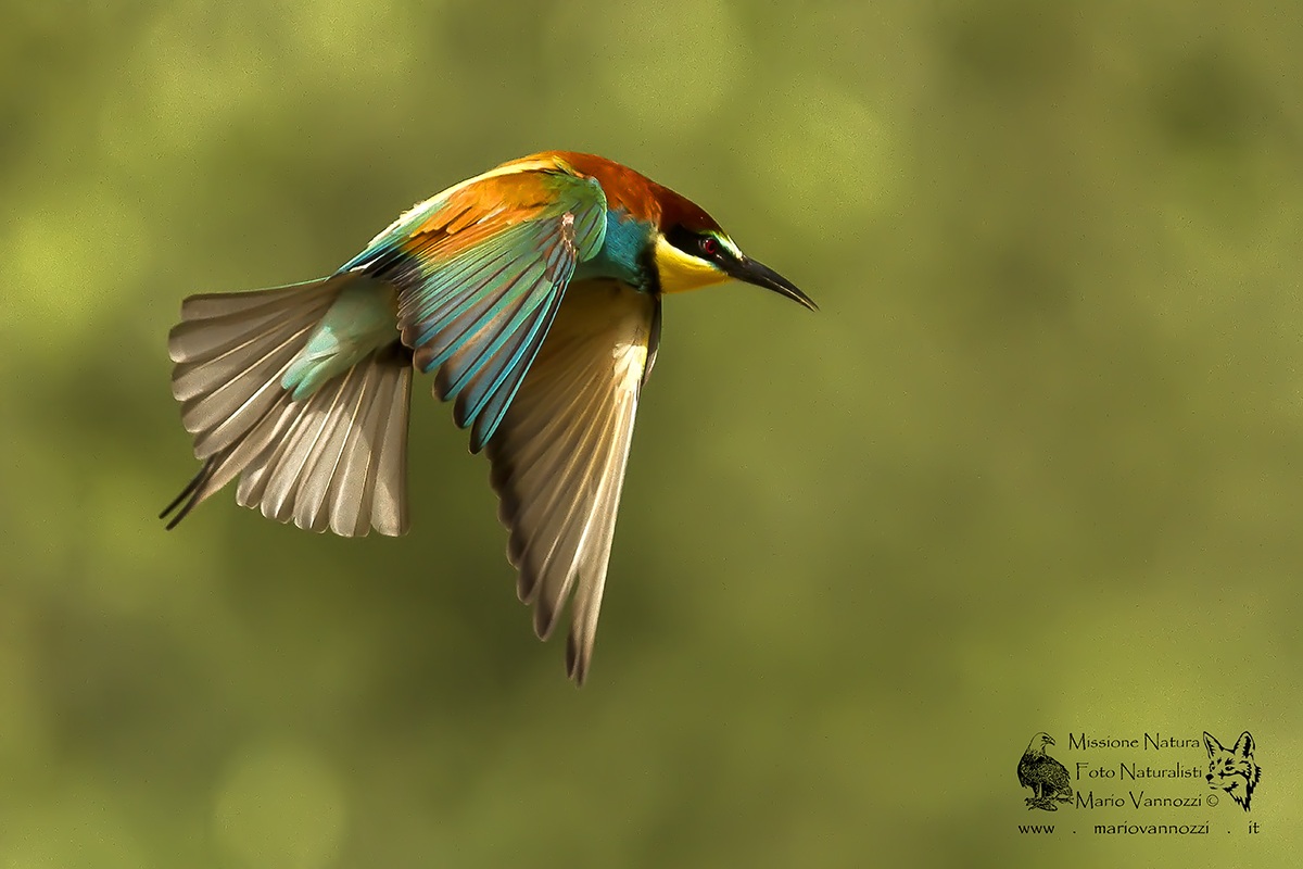 Bee-Eater