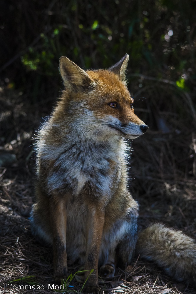 Vulpes vulpes
