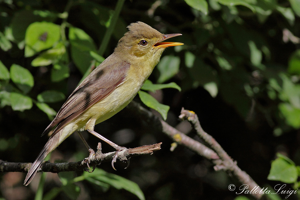 Canapino (Hippolais polyglotta)