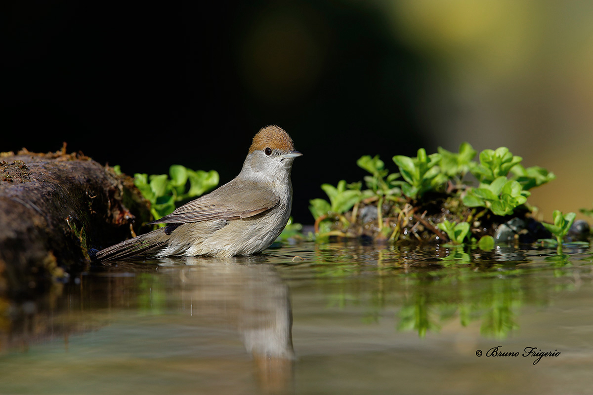 blackcap