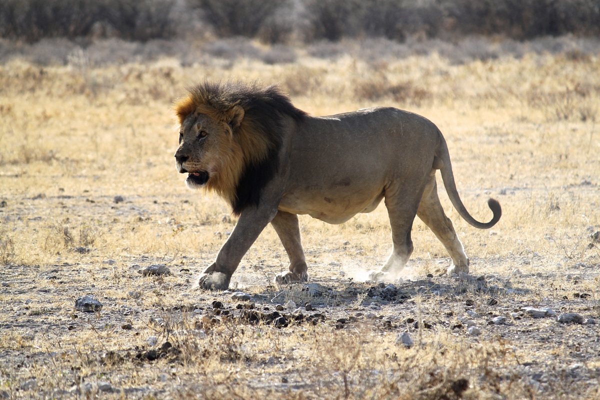 Lion without a pack 2
