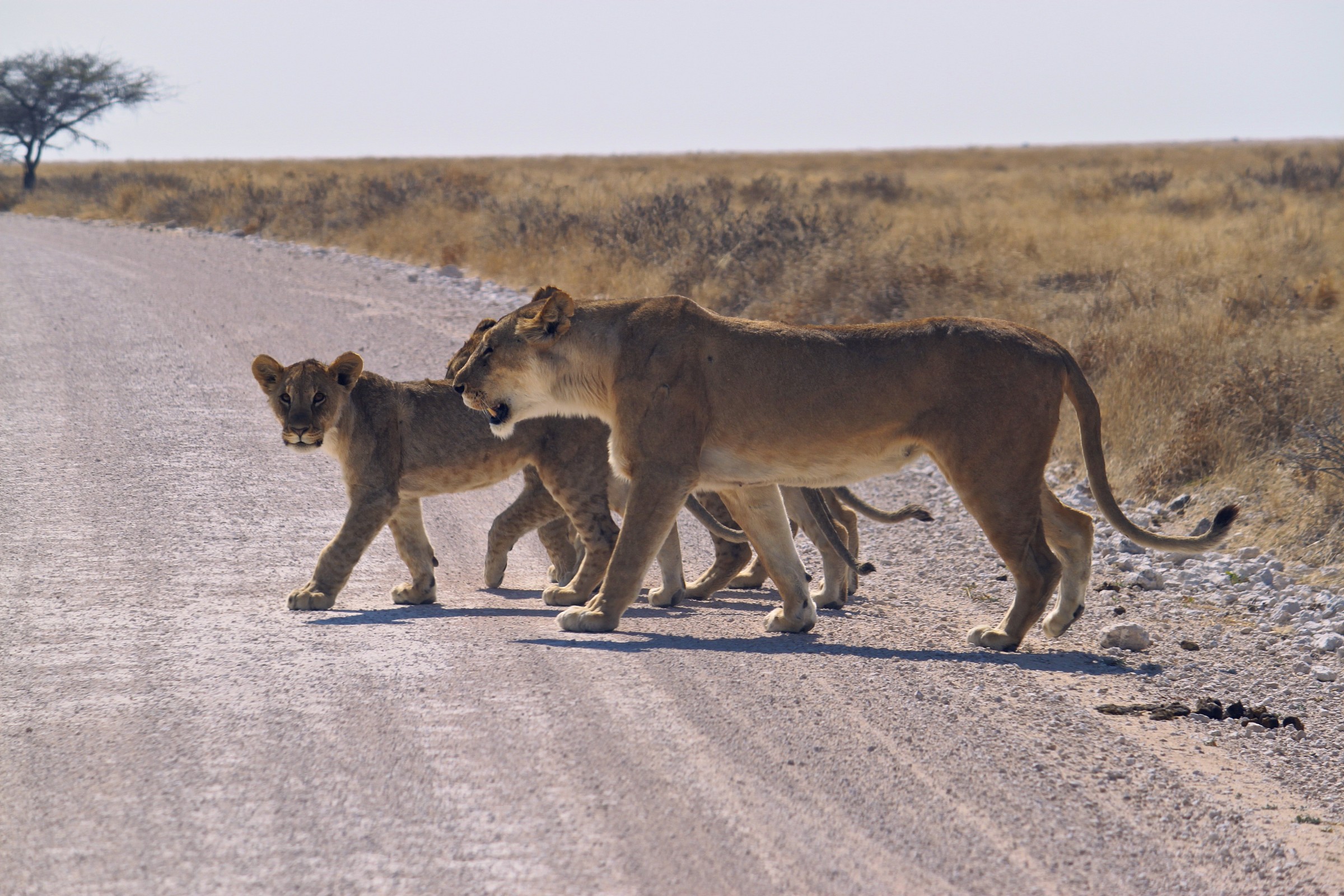 Attraversamento pedonale