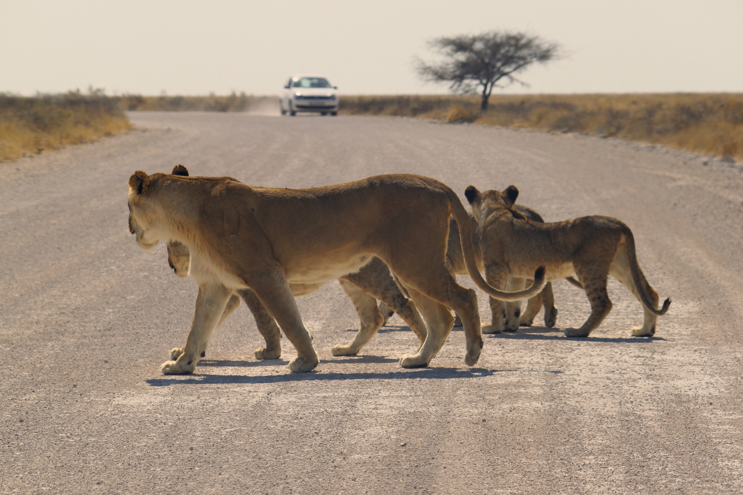 Abbiamo la precedenza