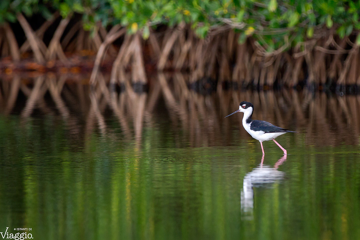 A walk among the mangroves