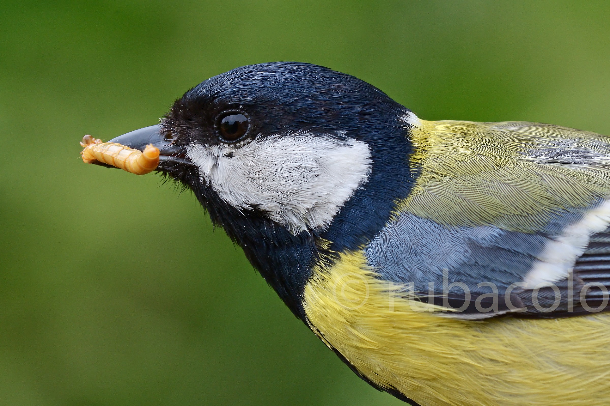 Vicinissimo alla cinciallegra