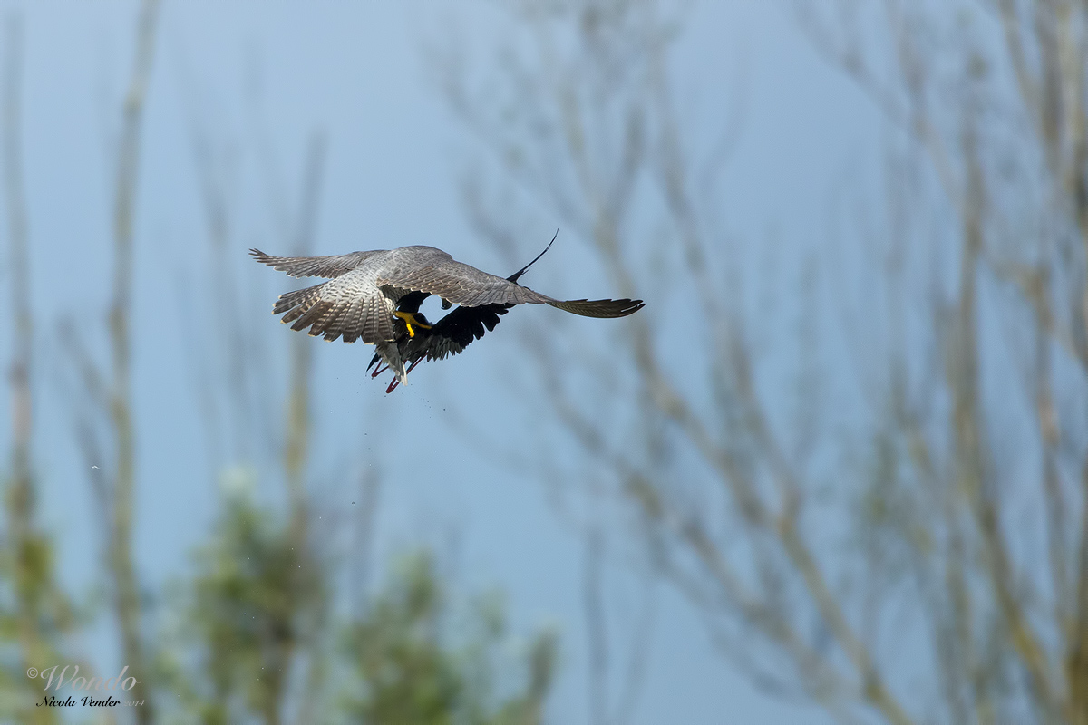 the end of the knight ...... 1