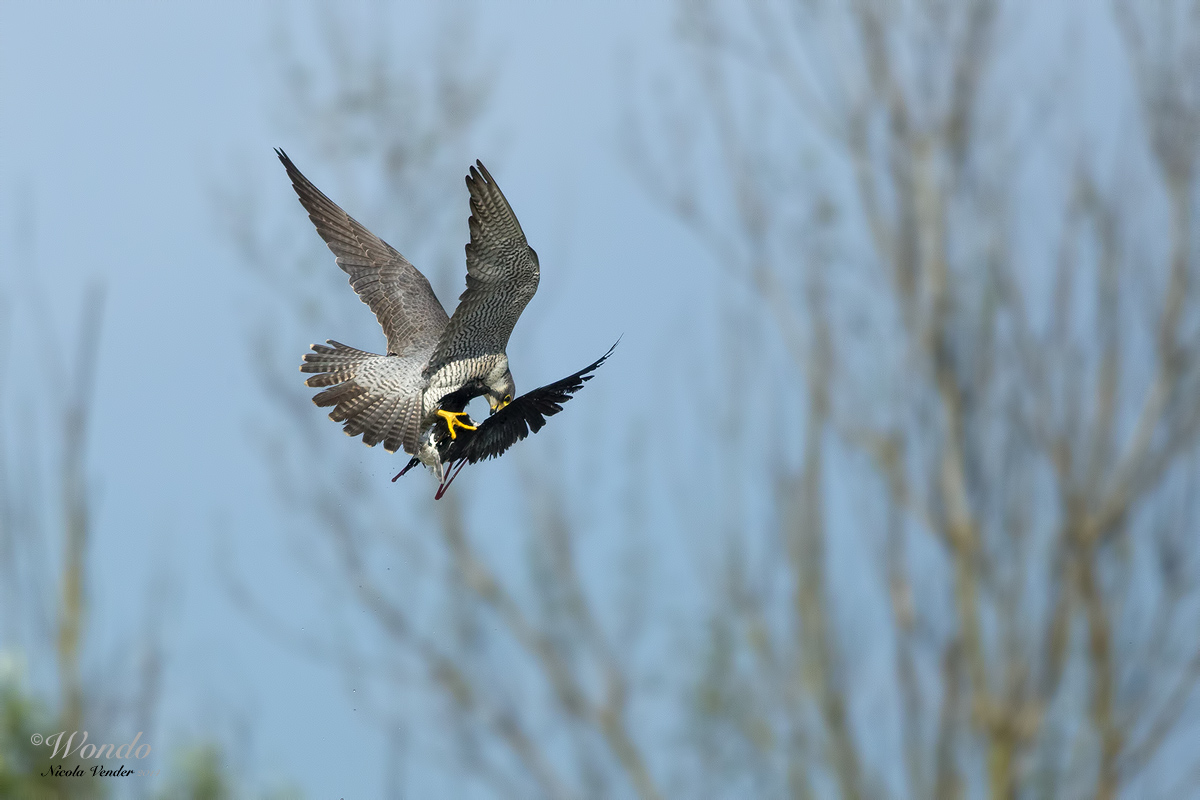 la fine del cavaliere......2