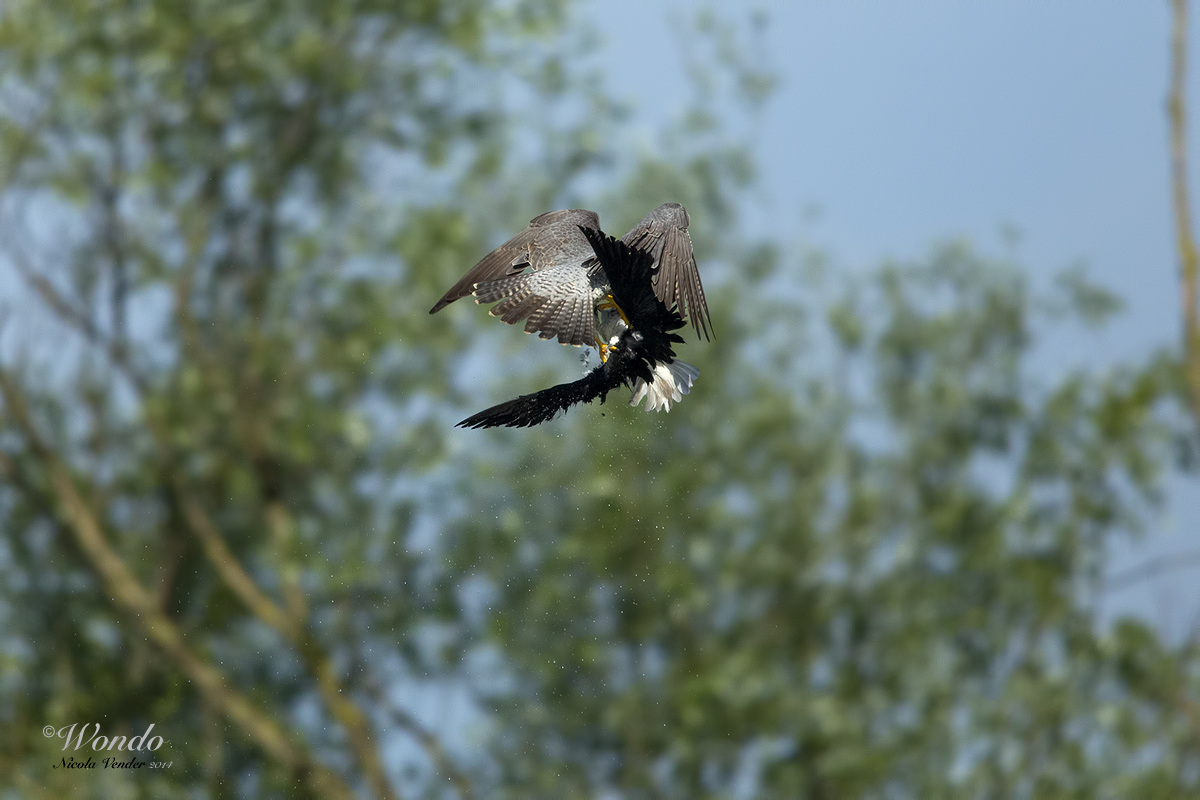 la fine del cavaliere......6