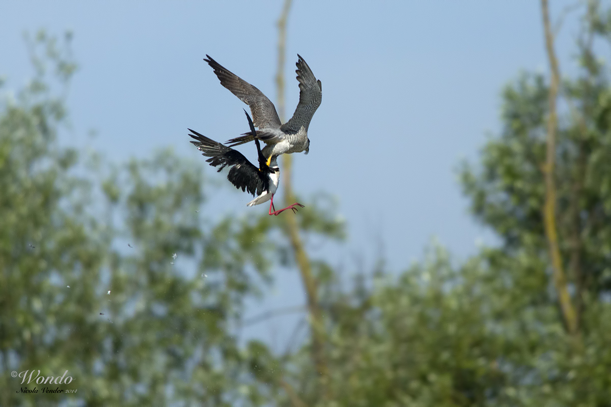 la fine del cavaliere......9