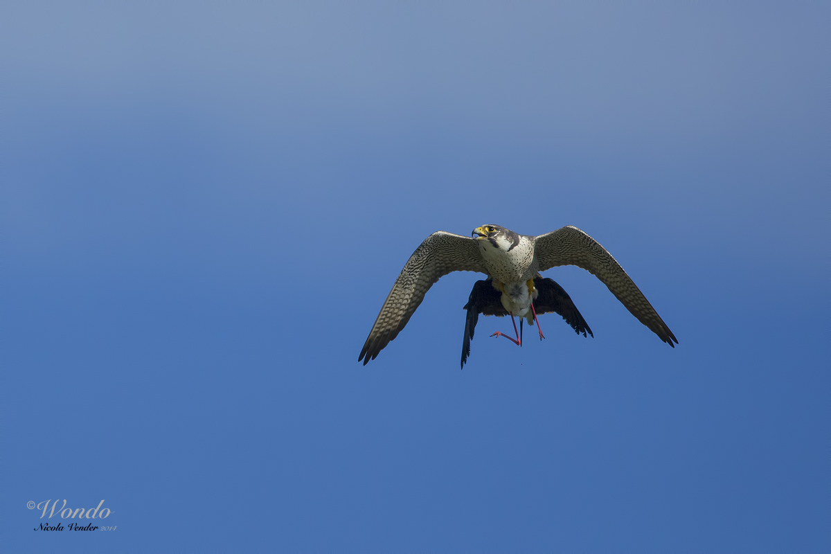 la fine del cavaliere......15