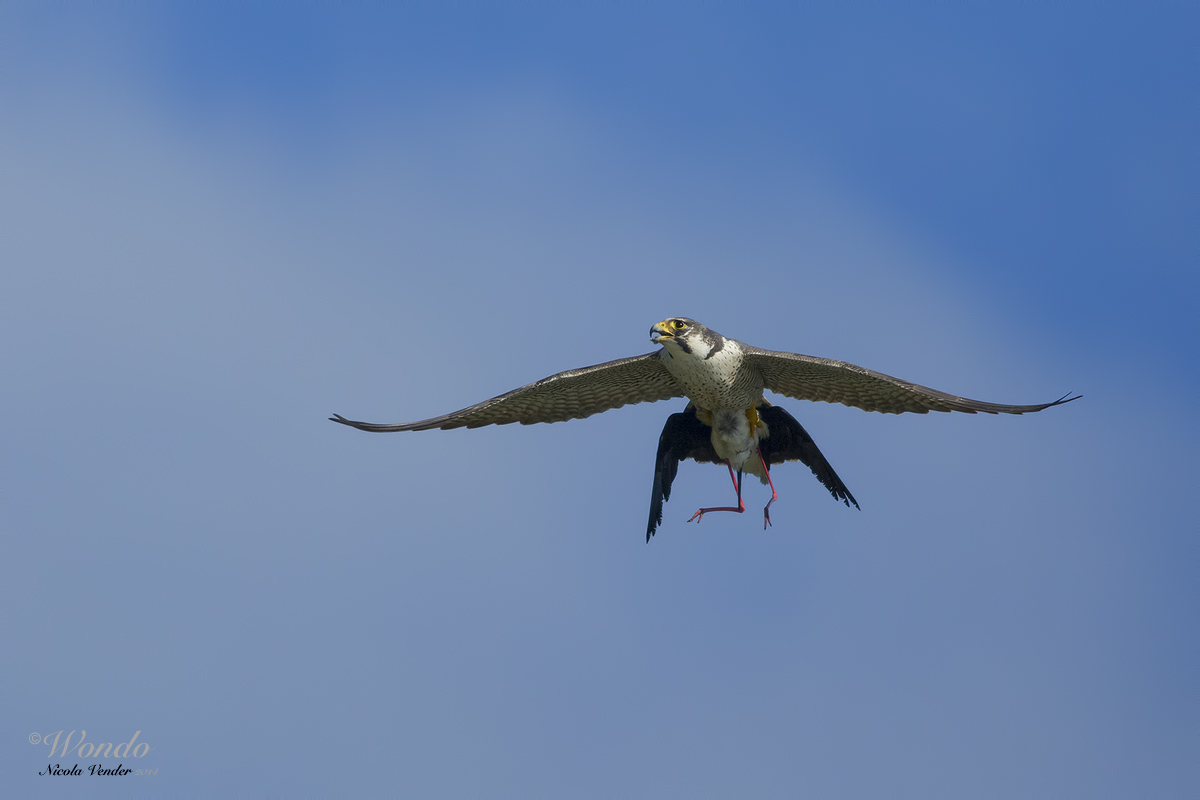 the end of the knight ...... 16