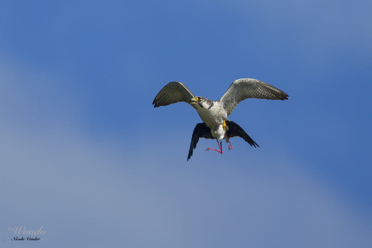 the end of the knight ...... 17