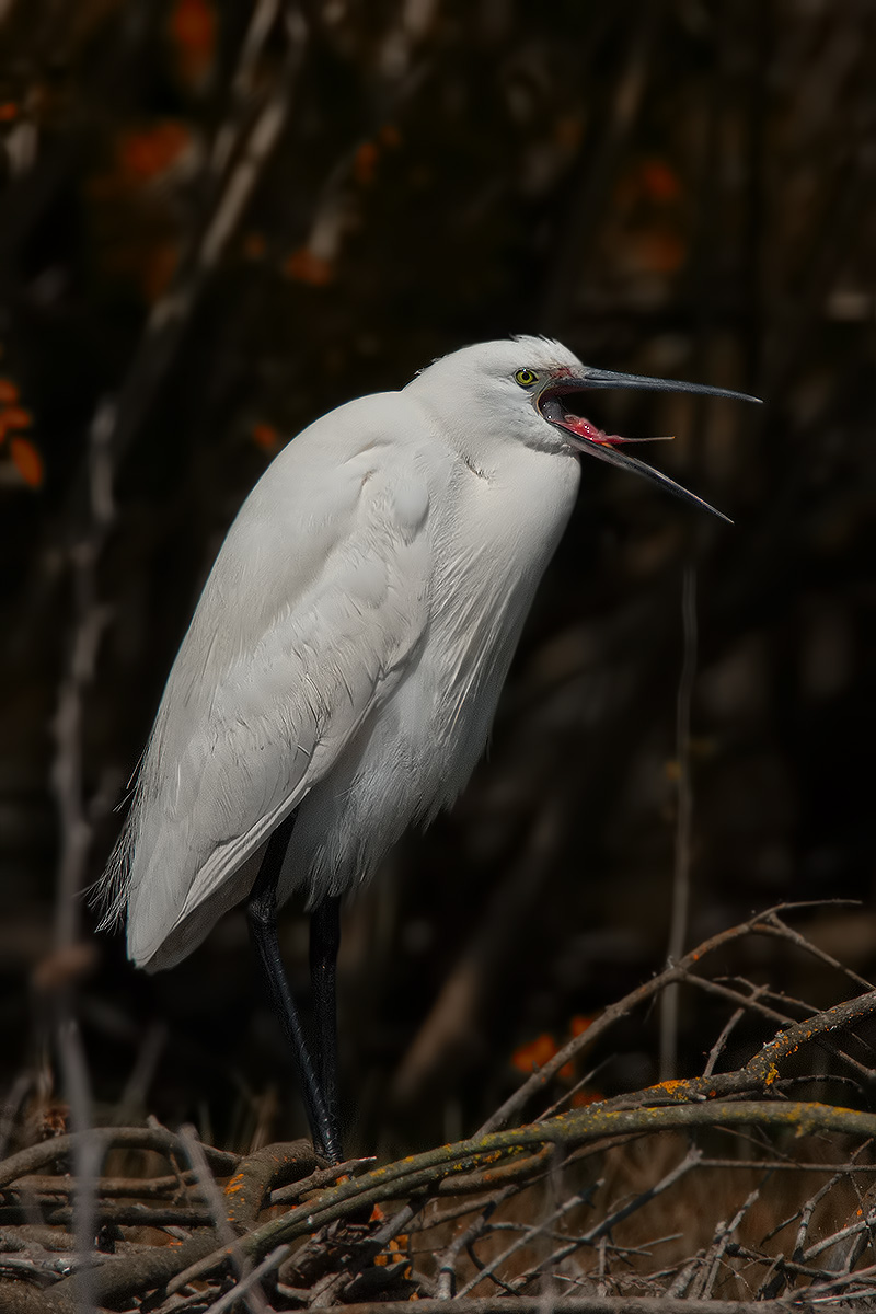 The Scream .... Egret ..!