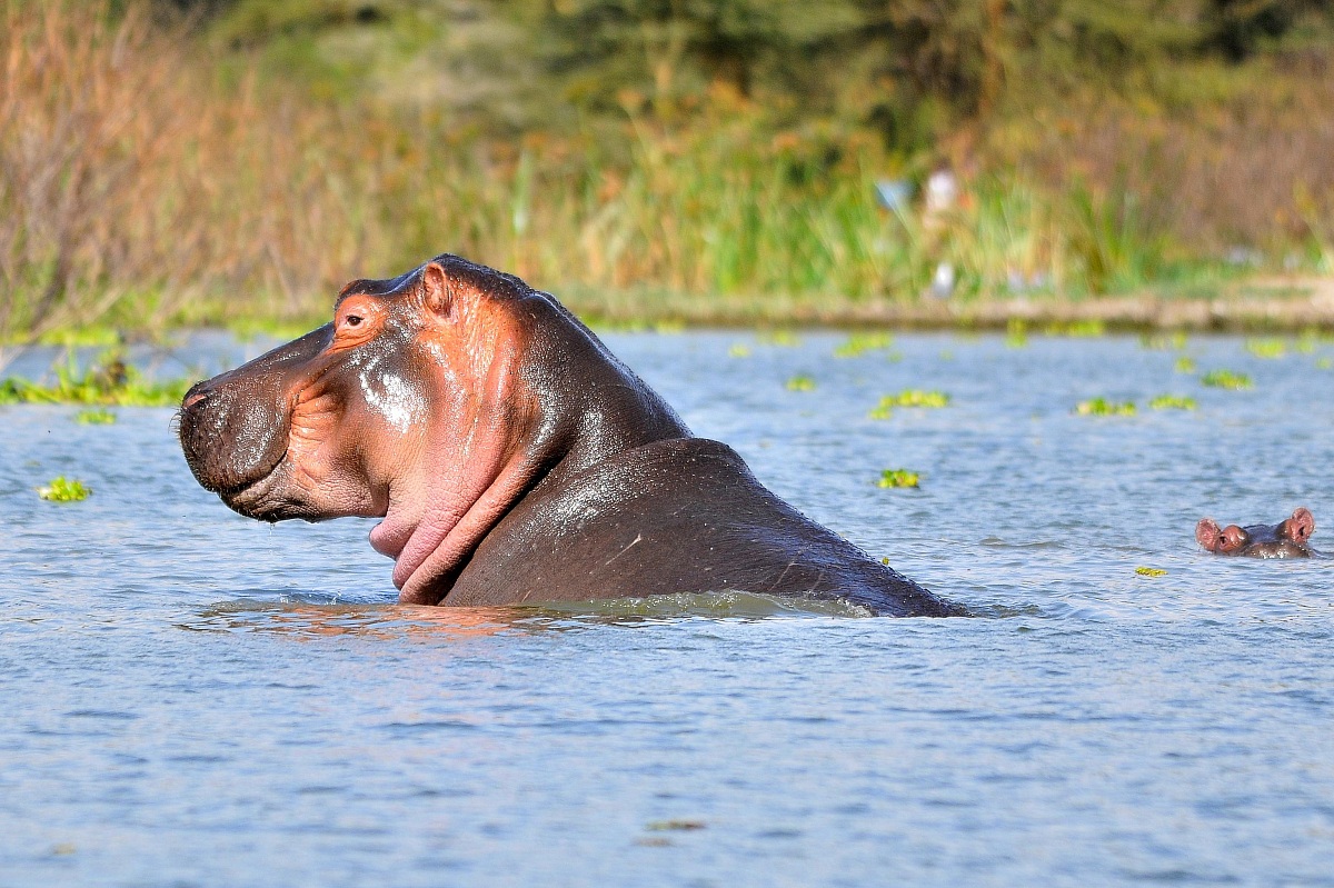 il simpatico ippopotamo