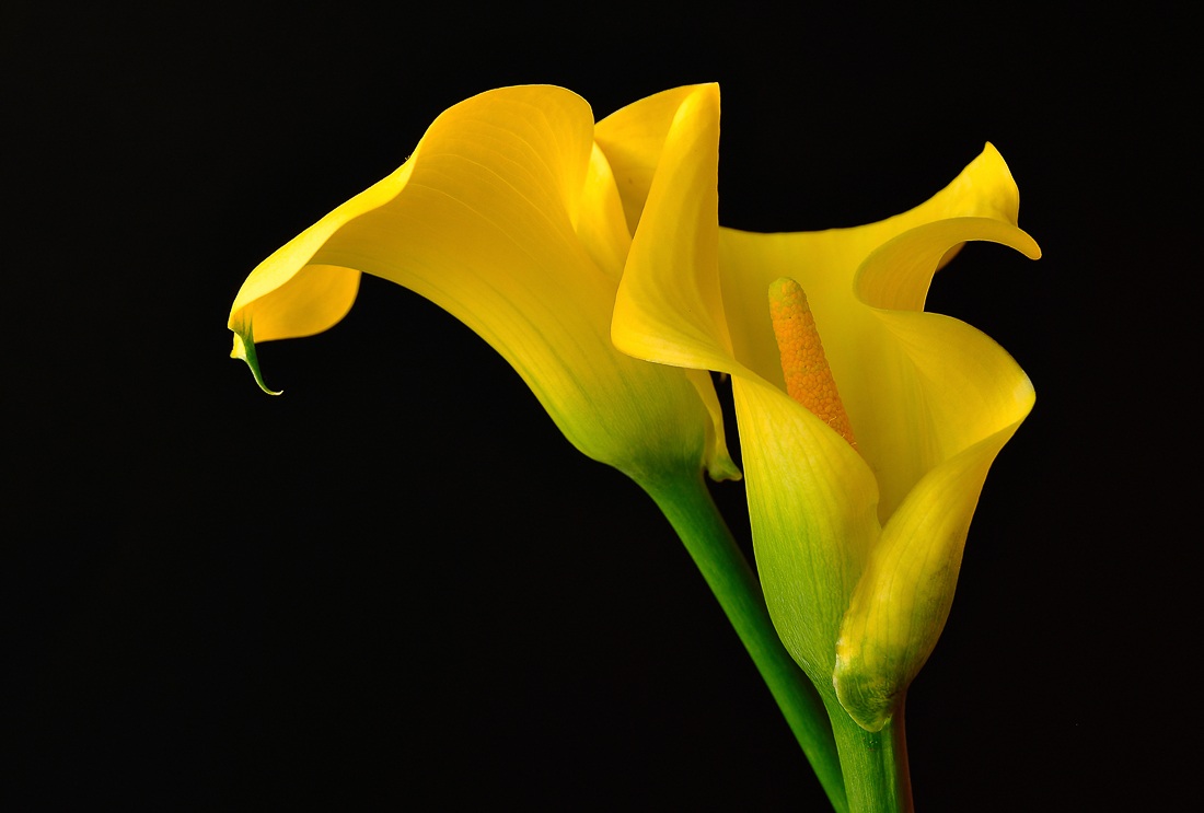 Yellow Calla