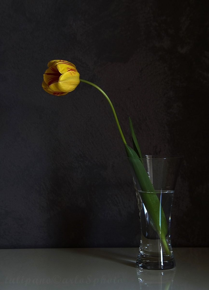 Tulipano