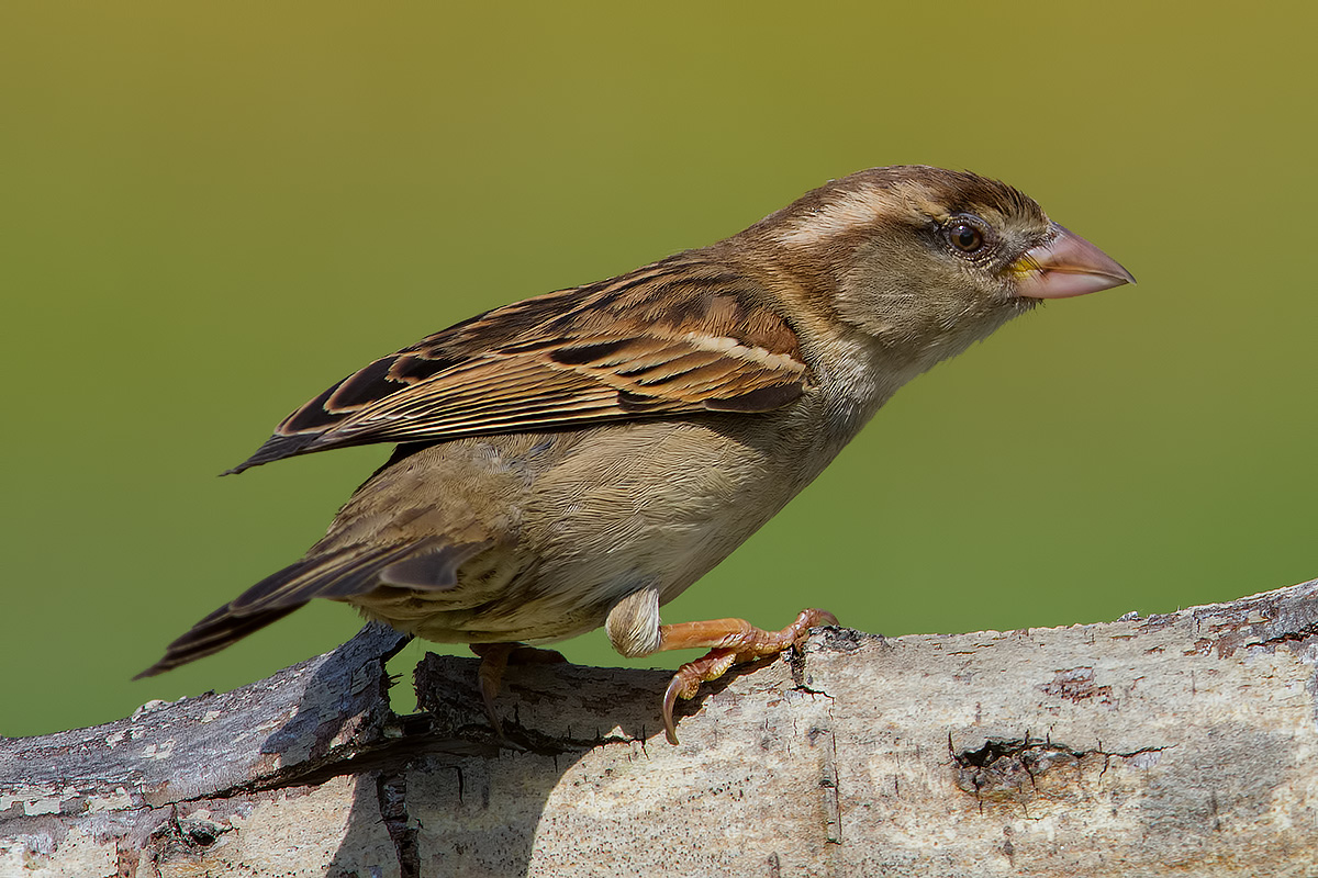 Simple Sparrow .....