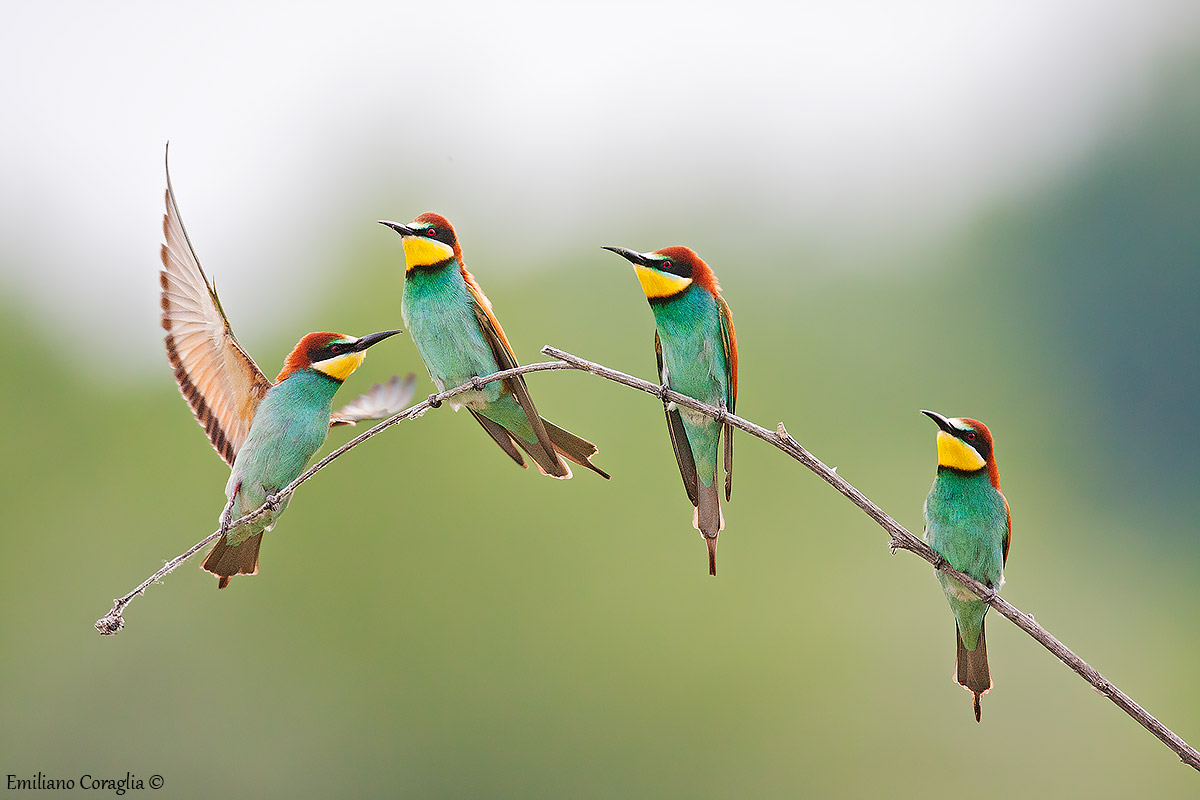 Bee-eaters