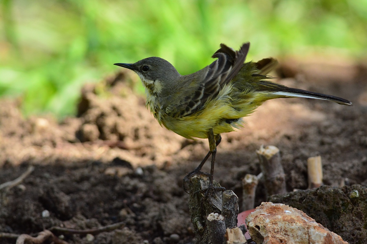 cutrettola mostra il lato b