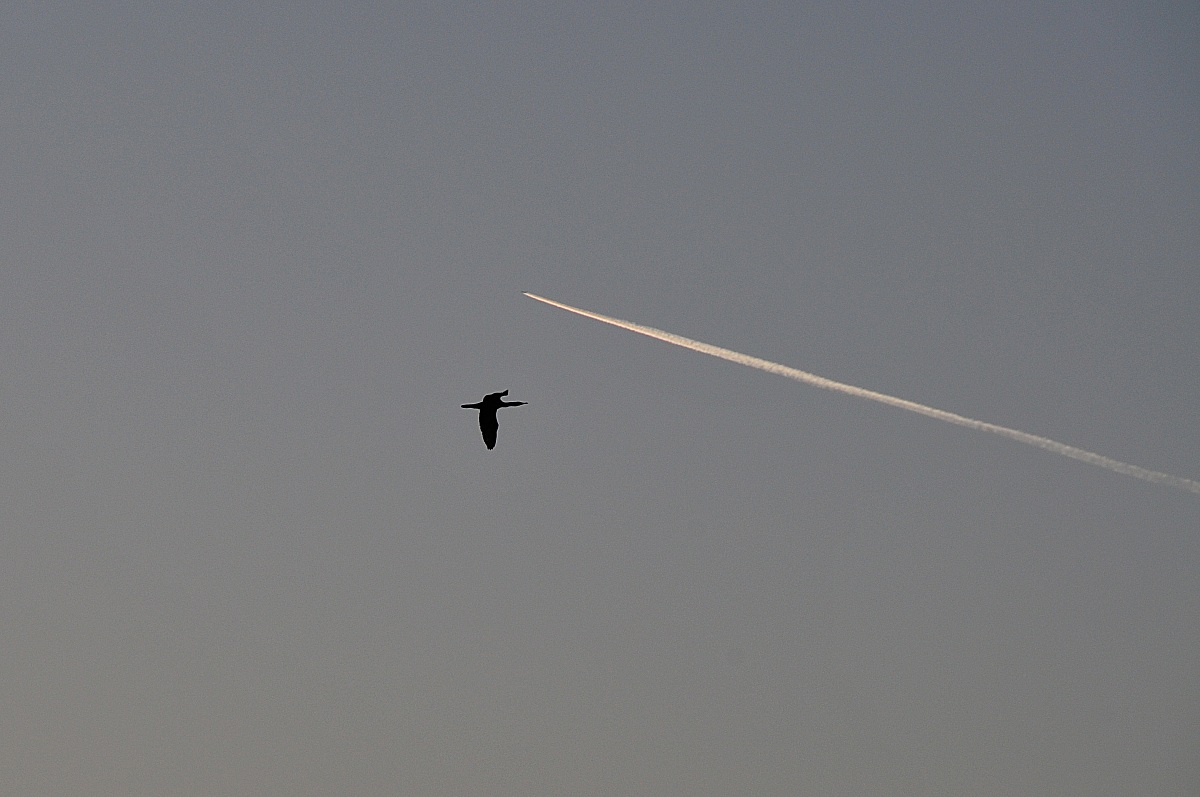 Meet impossible Birds