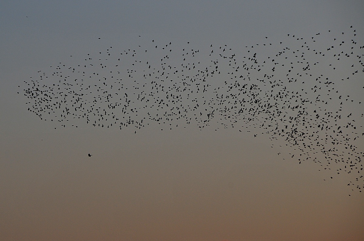 A caccia...         Uccelli