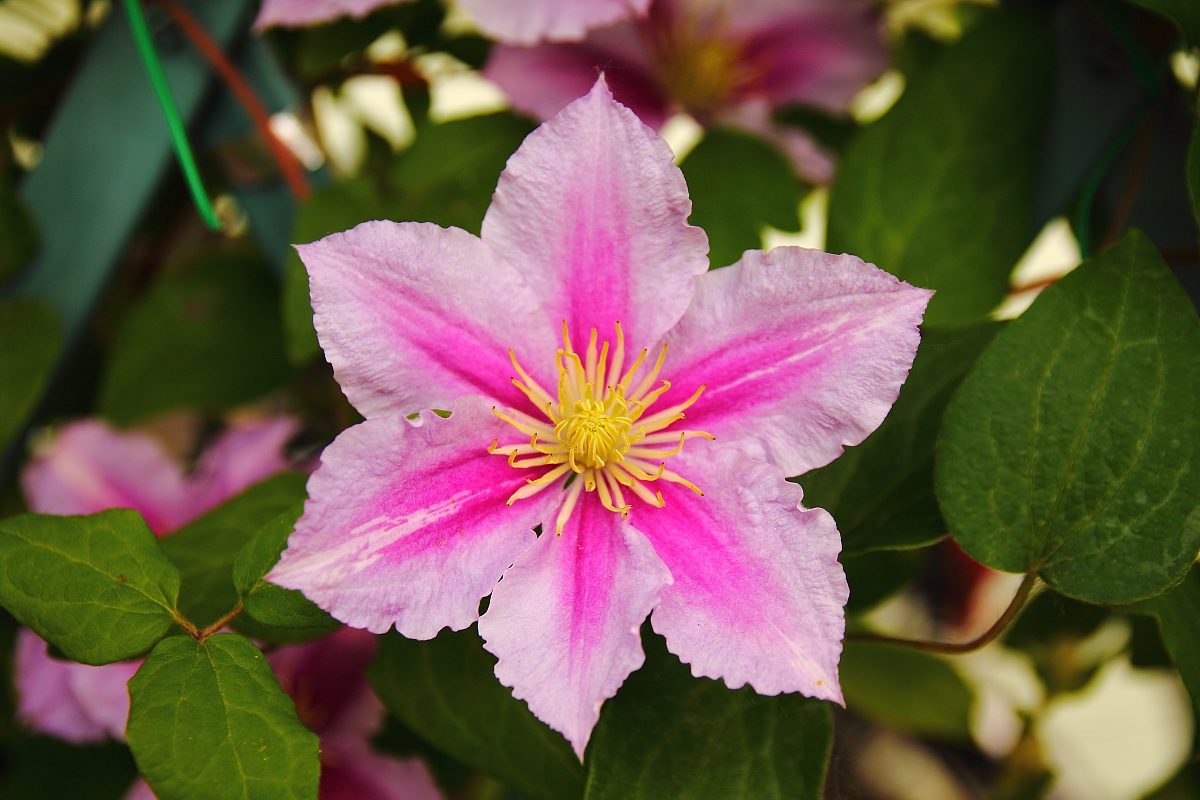 clematis