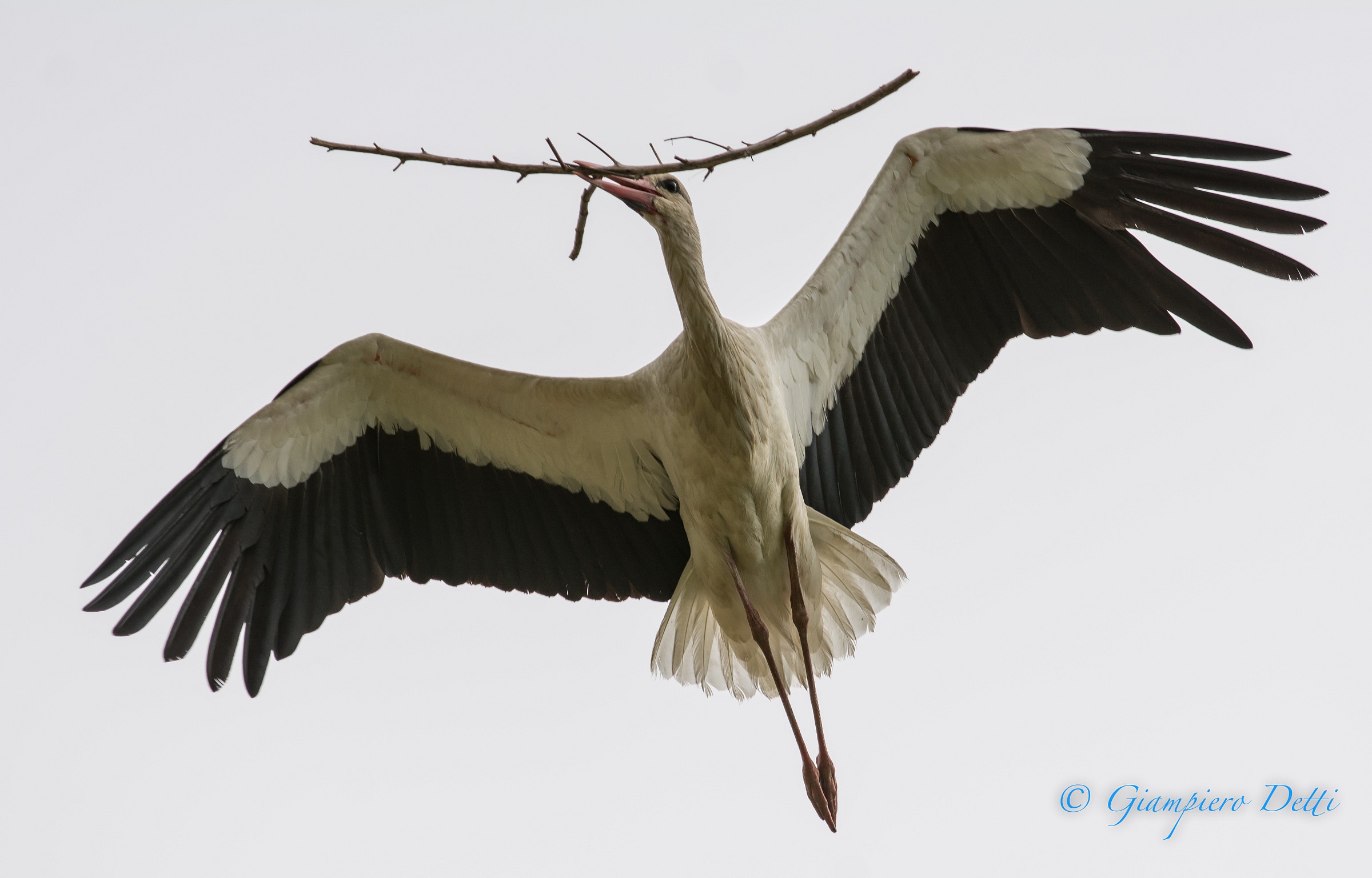 cicogna bianca con rametto
