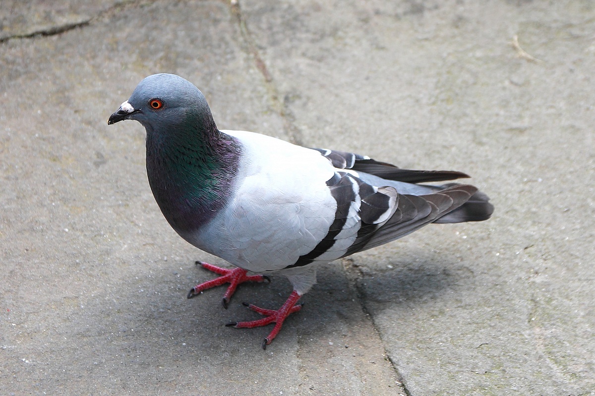 piccione Yankee-doodle