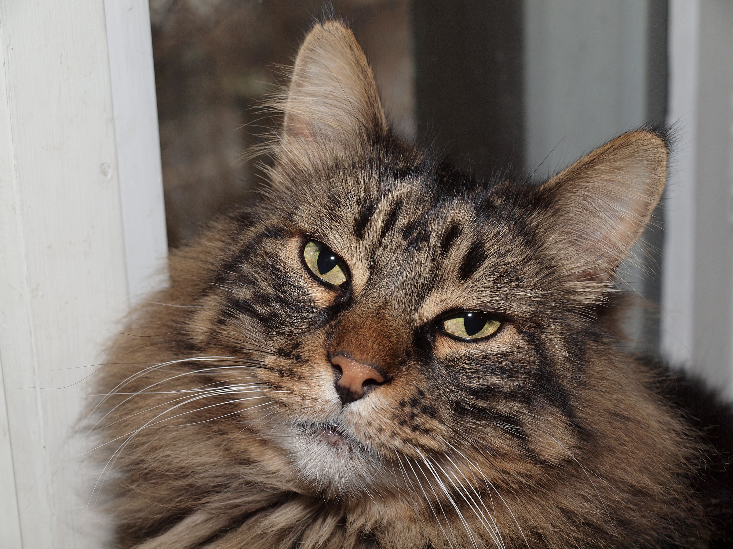 Aooo so Romeo er gatto der Colosseo