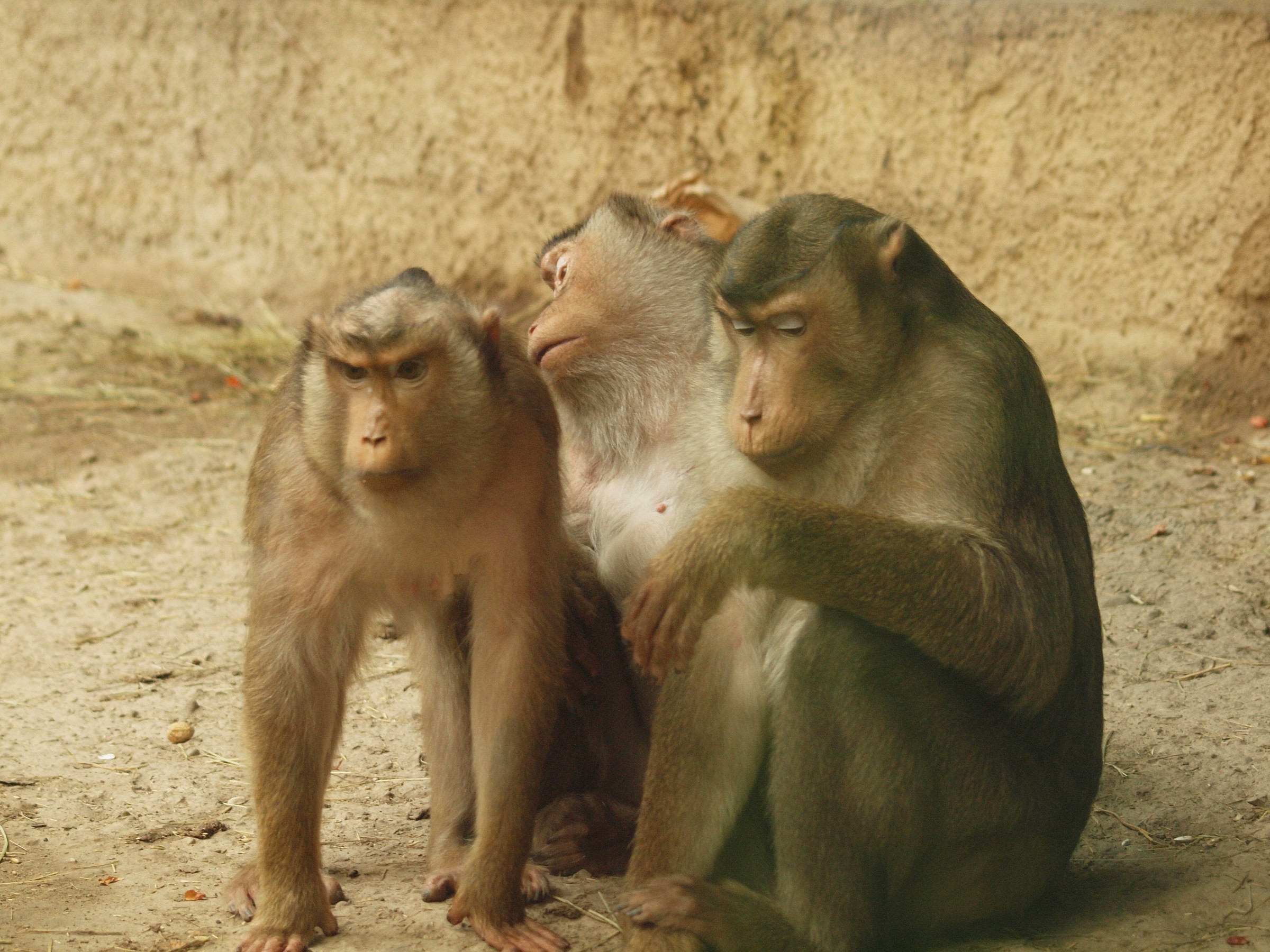 l'arrabbiata...il rassegnato...il ruffiano.