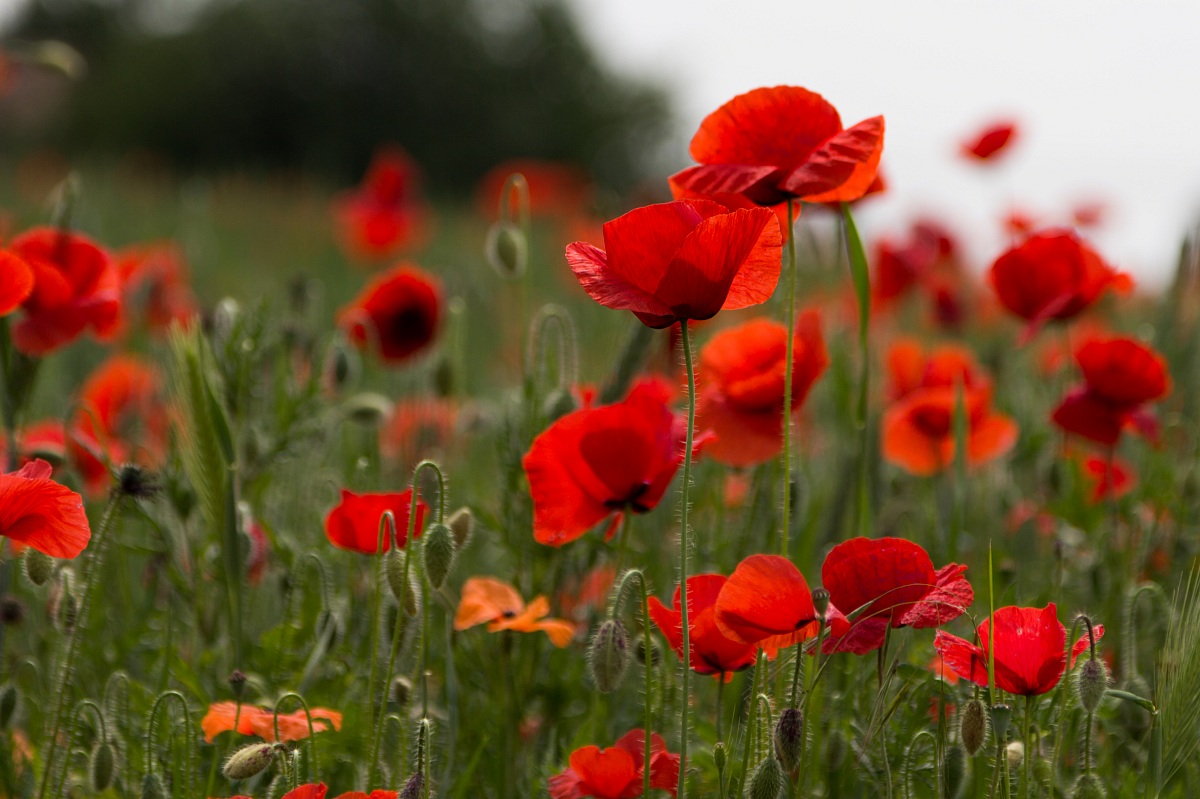 You know that poppies. . .