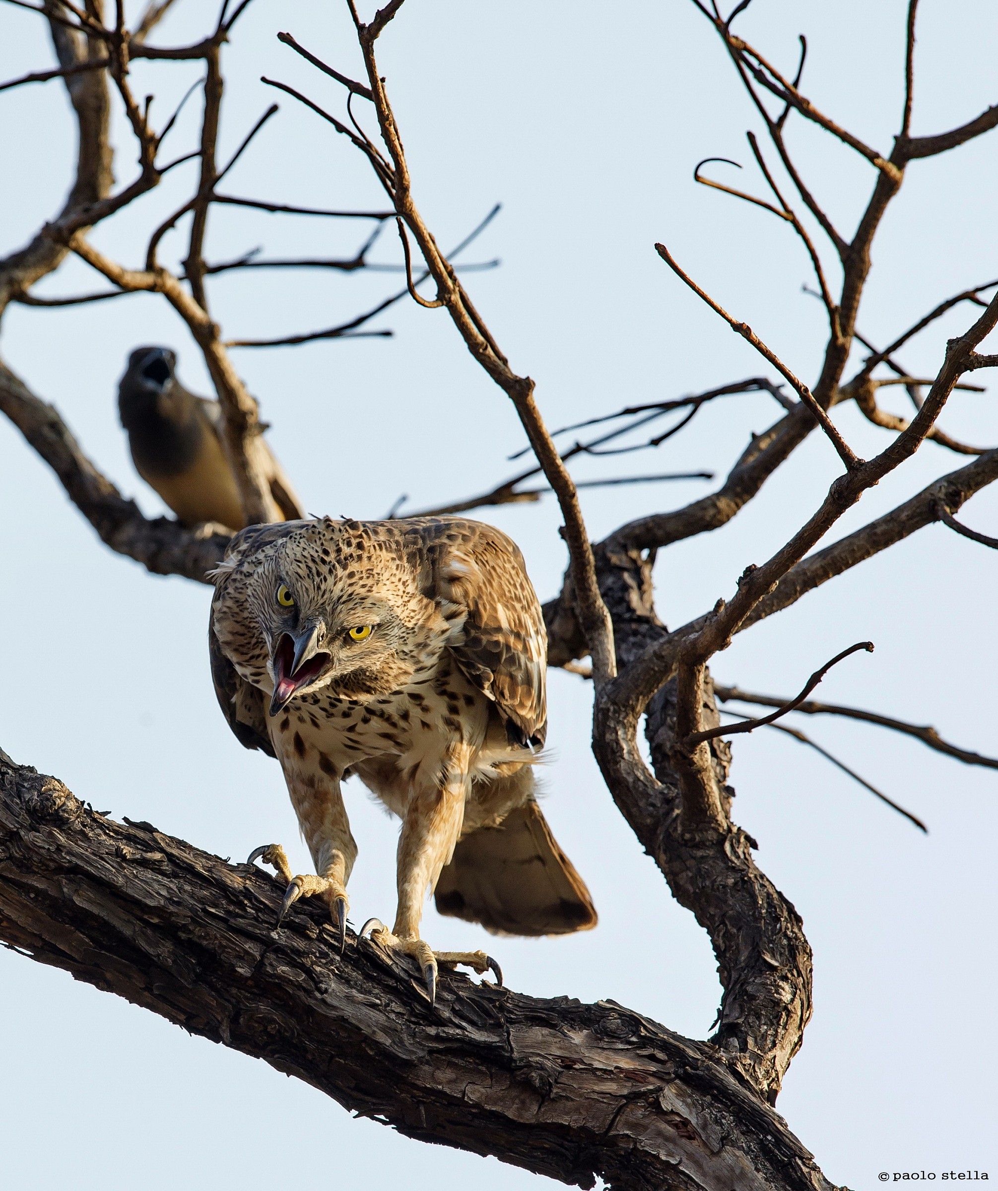 Crested Hawk-Eagle (Nisaetus cirrhatus)