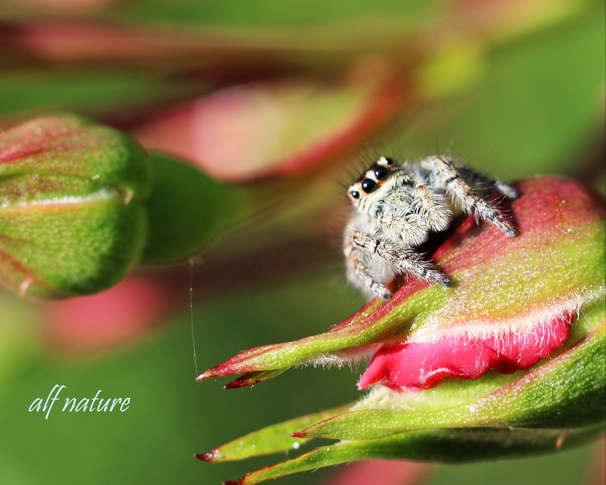 spider with language