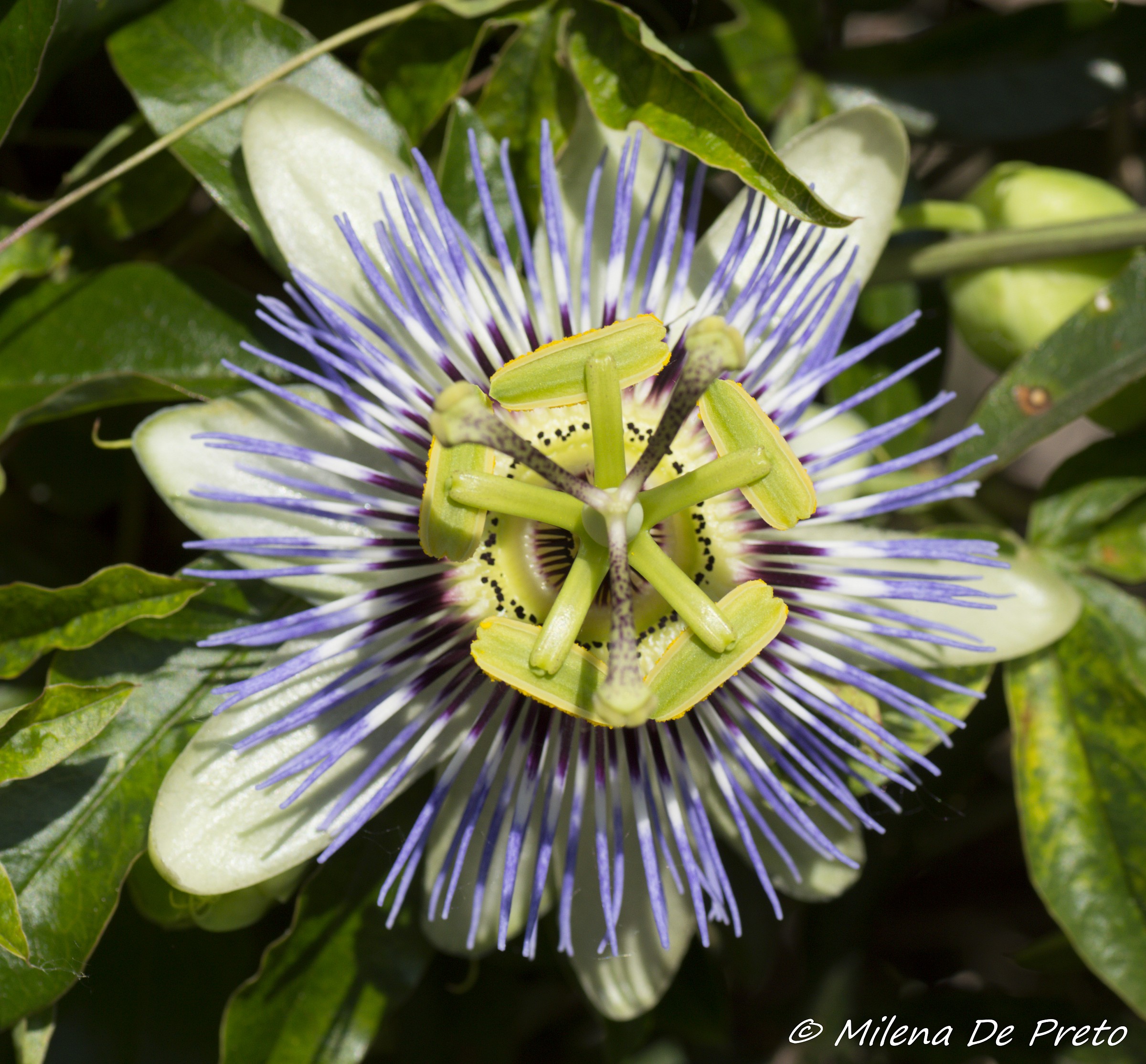 passiflora