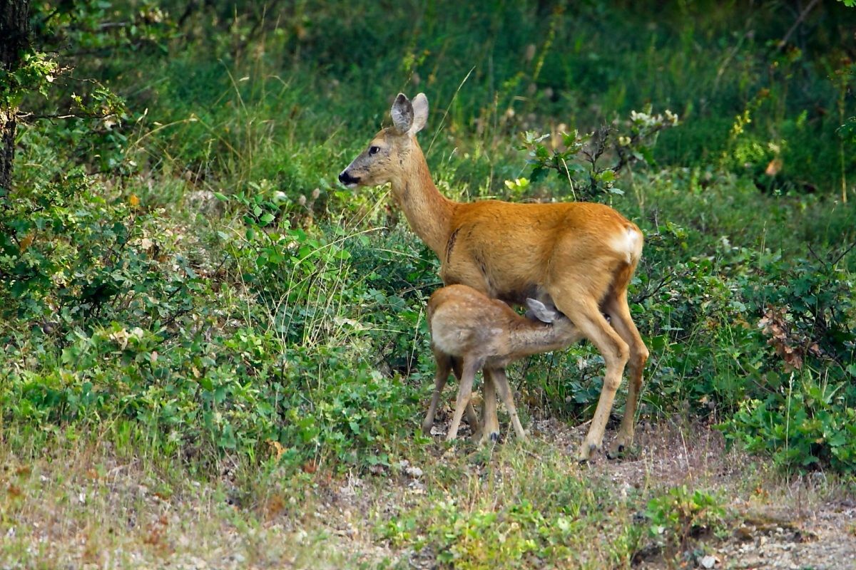 Mom deer with little